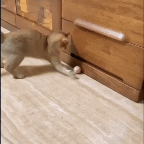 Pelota Inteligente Para Mascotas